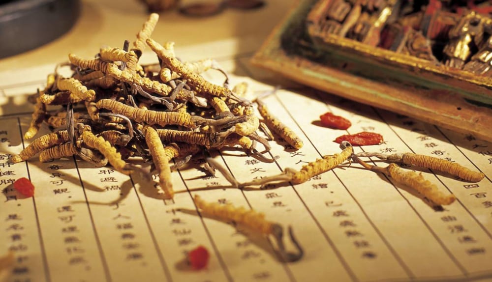 Cảnh giác với đông trùng hạ thảo giả