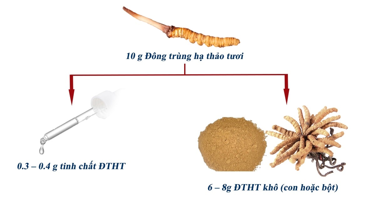 đông trùng hạ thảo có mấy loại, đông trùng hạ thảo nuôi cấy, dong trùng hạ thảo, đông trùng hạ thảo loại nào tốt, có mấy loại đông trùng hạ thảo, đông trùng hạ thảo giả và thật
