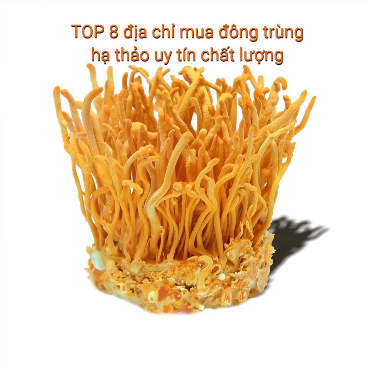 Đông trùng hạ thảo Nagaki