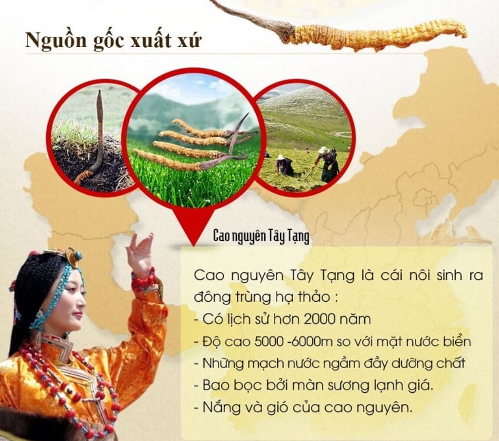 đông trùng hạ thảo là gì, đông trùng hạ thảo là cây hay con, đông trùng hạ thảo, đông trùng hạ thảo là cái gì, nguồn gốc của đông trùng hạ thảo, đông trùng hạ thảo mọc ở đâu, ý nghĩa của từ đông trùng hạ thảo, tài liệu đông trùng hạ thảo, đông trùng hạ thảo xuất xứ ở đâu