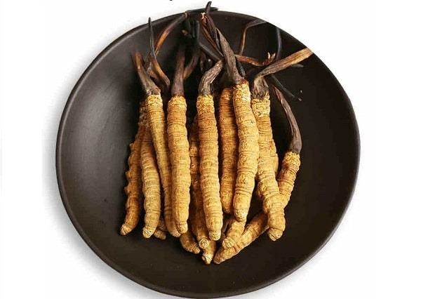 Hướng dẫn cách sử dụng Đông trùng hạ thảo tươi đông trùng hạ thảo tươi, đông trùng hạ thảo ngâm rượu, cách ăn đông trùng hạ thảo tươi, đông trùng hạ thảo pha trà