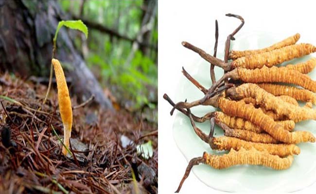Đông trùng hạ thảo tươi là gì? đông trùng hạ thảo tươi, đông trùng hạ thảo ngâm rượu, cách ăn đông trùng hạ thảo tươi, đông trùng hạ thảo pha trà