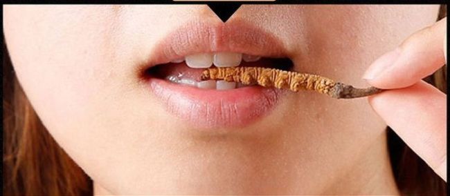 Top 6 cách ăn Đông trùng hạ thảo tươi vô cùng bổ dưỡng mùa Covid bằng cách ăn trực tiếp đông trùng hạ thảo tươi, đông trùng hạ thảo ngâm rượu, cách ăn đông trùng hạ thảo tươi, đông trùng hạ thảo pha trà