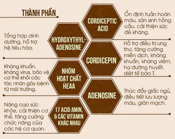 cách ăn đông trùng hạ thảo khô, đông trùng hạ thảo sấy khô , đông trùng hạ thảo khô có tác dụng gì , đông trùng hạ thảo khô ngâm mật ong , đông trùng hạ thảo khô, đông trùng hạ thảo mật ong, đông trùng hạ thảo khô ngâm rượu, đông trùng hạ thảo pha trà