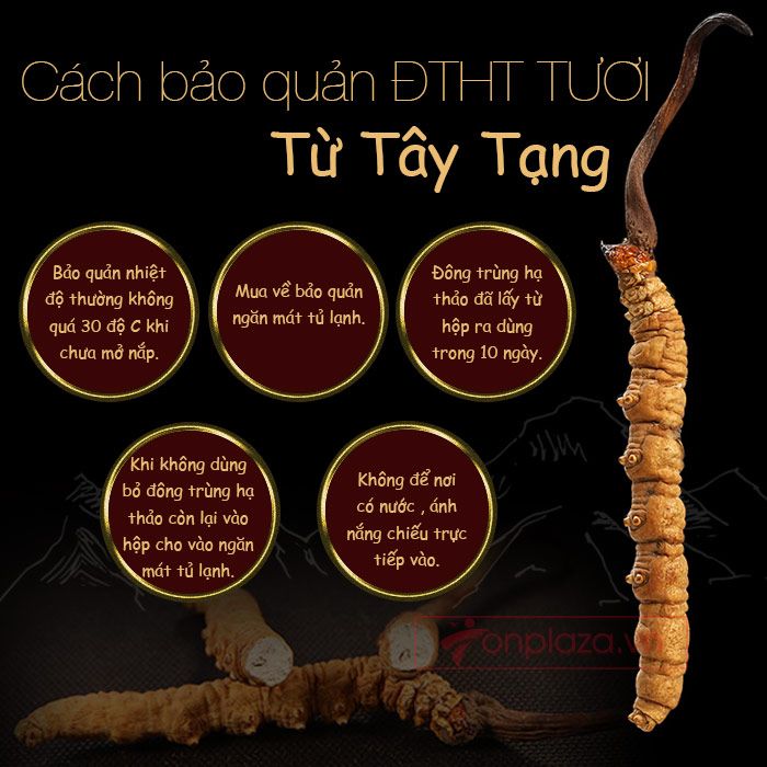 Cách bảo quản đông trùng hạ thảo tại nhà