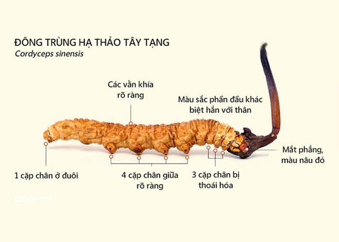đông trùng hạ thảo là gì, đông trùng hạ thảo là cây hay con, đông trùng hạ thảo, đông trùng hạ thảo là cái gì, nguồn gốc của đông trùng hạ thảo, đông trùng hạ thảo mọc ở đâu, ý nghĩa của từ đông trùng hạ thảo, tài liệu đông trùng hạ thảo, đông trùng hạ thảo xuất xứ ở đâu
