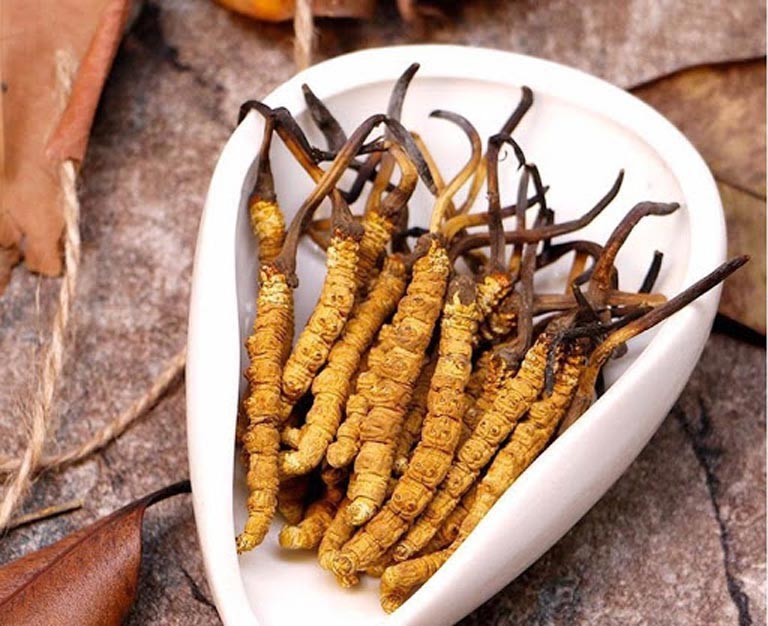 đông trùng hạ thảo cordyceps, cordyceps là gì, đông trùng hạ thảo cordyceps militaris, cordyceps militaris là gì, hàm lượng cordycepin trong đông trùng hạ thảo