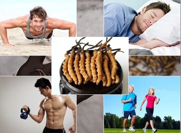 đông trùng hạ thảo có tác dụng gì, đông trùng hạ thảo tác dụng, dong trùng hạ thảo, đông trùng hạ thảo uống có tác dụng gì, đông trùng hạ thảo bổ thận, đông trùng hạ thảo là gì tác dụng, ăn đông trùng hạ thảo có tác dụng gì, ăn đông trùng hạ thảo, đông trùng hạ thảo để làm gì