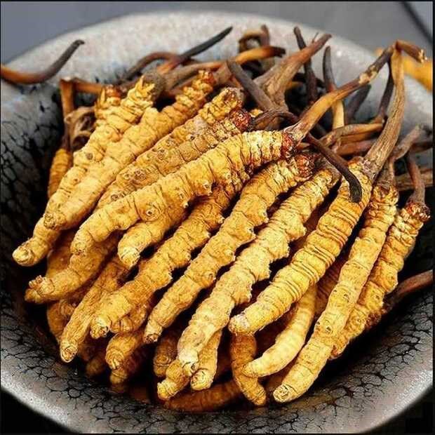 đông trùng hạ thảo là gì, đông trùng hạ thảo là cây hay con, đông trùng hạ thảo, đông trùng hạ thảo là cái gì, nguồn gốc của đông trùng hạ thảo, đông trùng hạ thảo mọc ở đâu, ý nghĩa của từ đông trùng hạ thảo, tài liệu đông trùng hạ thảo, đông trùng hạ thảo xuất xứ ở đâu