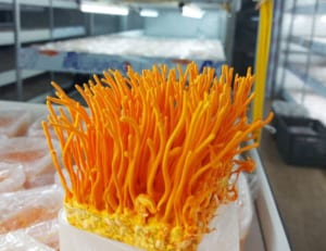 Hệ thống nhà thuốc Việt đông trùng hạ thảo mua ở đâu uy tín, đông trùng hạ thảo ở đâu, đông trùng hạ thảo bán ở đâu, đông trùng hạ thảo mua ở đâu uy tín, đông trùng hạ thảo ở đâu tốt nhất, đông trùng hạ thảo uy tín, đại lý đông trùng hạ thảo, đông trùng hạ thảo ở việt nam, đông trùng hạ thảo ở hà nội, đại lý đông trùng hạ thảo tại hà nội