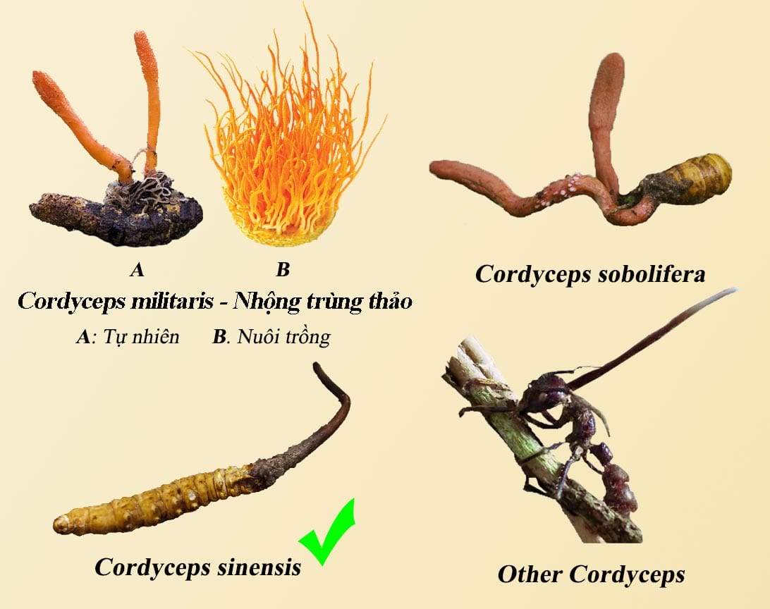 Đông trùng hạ thảo có mấy loại? Cách phân biệt giả và thật