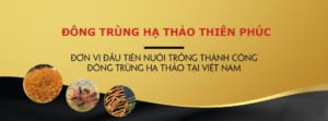 Công ty cổ phần dược phẩm Thiên Phúc đông trùng hạ thảo mua ở đâu uy tín, đông trùng hạ thảo ở đâu, đông trùng hạ thảo bán ở đâu, đông trùng hạ thảo mua ở đâu uy tín, đông trùng hạ thảo ở đâu tốt nhất, đông trùng hạ thảo uy tín, đại lý đông trùng hạ thảo, đông trùng hạ thảo ở việt nam, đông trùng hạ thảo ở hà nội, đại lý đông trùng hạ thảo tại hà nội