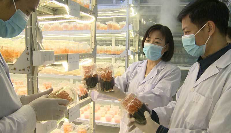Đông trùng hạ thảo Malaysia đông trùng hạ thảo đắt nhất, tại sao đông trùng hạ thảo đắt , đông trùng hạ thảo tây tạng , đông trùng hạ thảo hàn quốc , đông trùng hạ thảo của mỹ , đông trùng hạ thảo của nhật , đông trùng hạ thảo mỹ , đông trùng hạ thảo malaysia , đông trùng hạ thảo nhật, đông trùng hạ thảo ở tây tạng