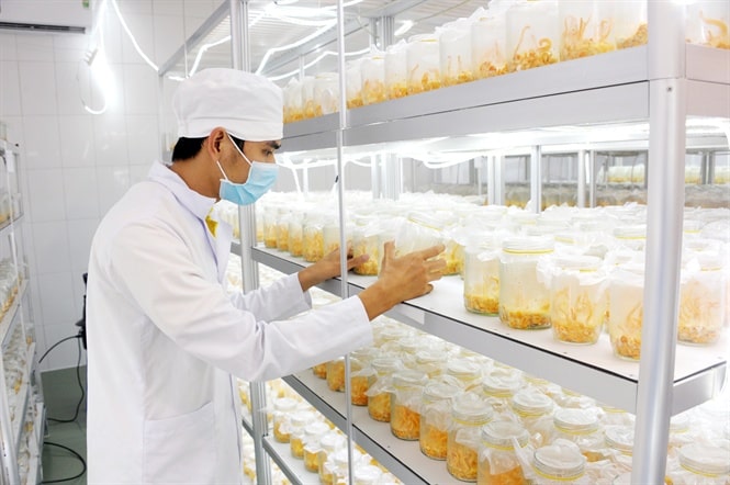 Triển vọng phát triển mô hình nuôi cấy Đông trùng hạ thảo tại Gia Lai baotintucvn #20 Triển vọng phát triển mô hình nuôi cấy Đông trùng hạ thảo tại Gia Lai baotintucvn