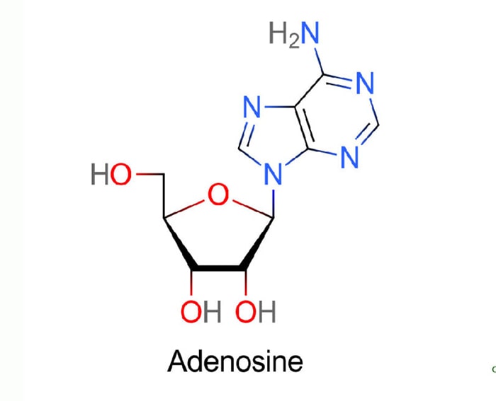 adenosine là gì, adenosine trong đông trùng hạ thảo, hàm lượng adenosine trong đông trùng hạ thảo