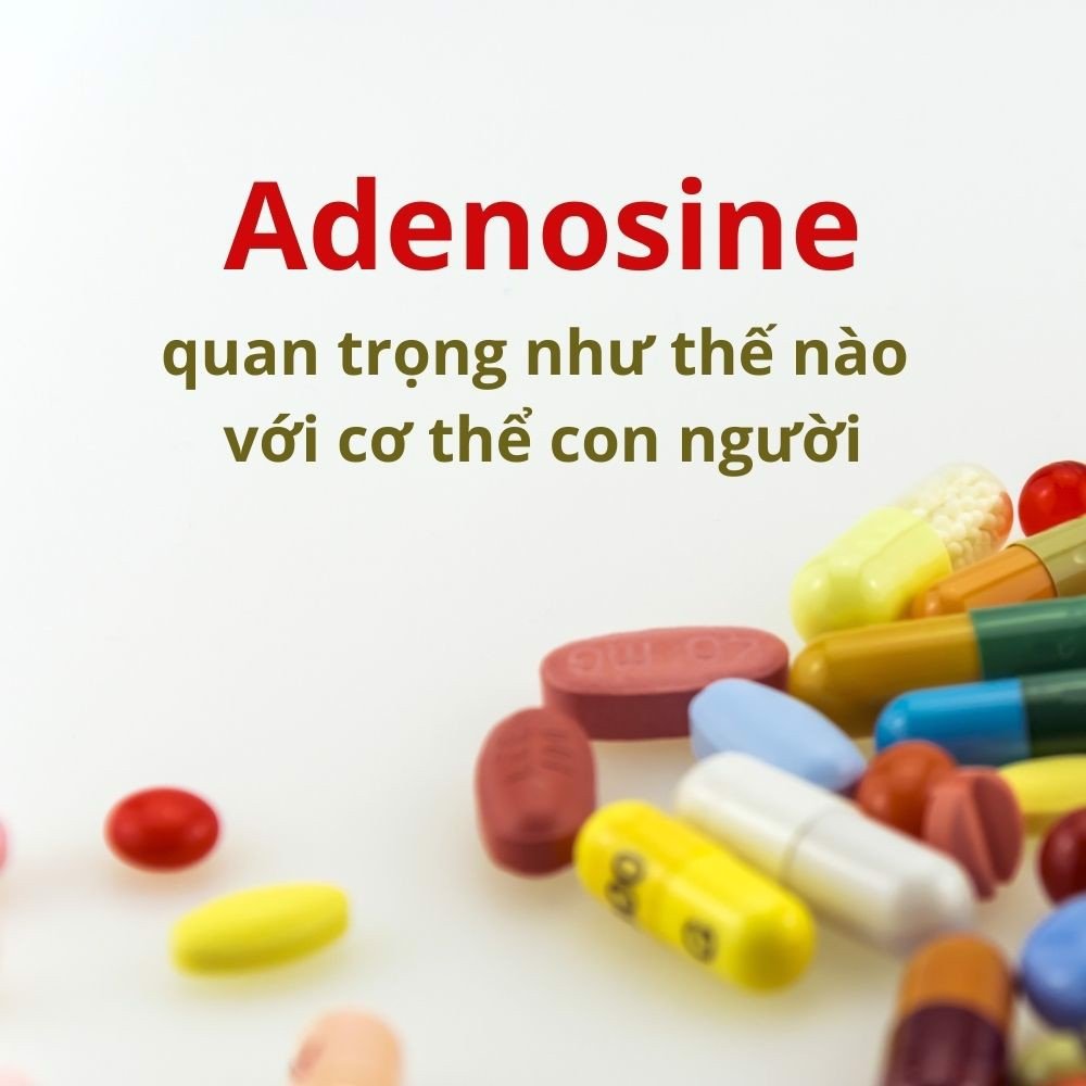 adenosine là gì, adenosine trong đông trùng hạ thảo, hàm lượng adenosine trong đông trùng hạ thảo