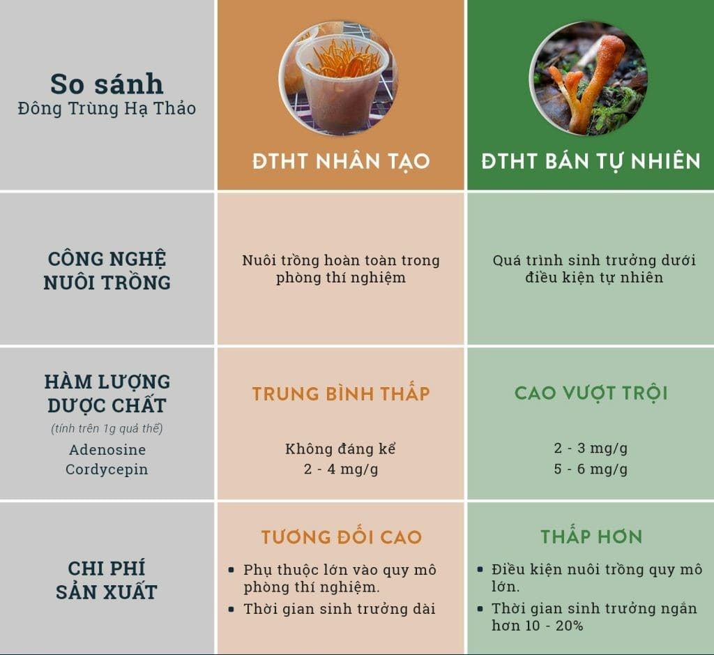 adenosine là gì, adenosine trong đông trùng hạ thảo, hàm lượng adenosine trong đông trùng hạ thảo