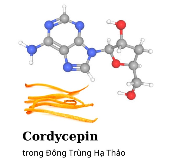 đông trùng hạ thảo cordyceps, cordyceps là gì, đông trùng hạ thảo cordyceps militaris, cordyceps militaris là gì, hàm lượng cordycepin trong đông trùng hạ thảo
