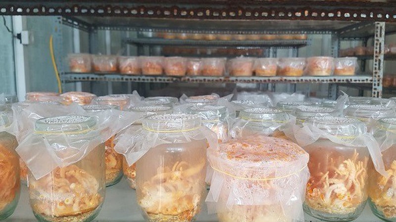 chi phí nuôi đông trùng hạ thảo, thiết kế phòng nuôi đông trùng hạ thảo, cách trồng đông trùng hạ thảo tại nhà, nuôi trồng đông trùng hạ thảo, trồng đông trùng hạ thảo tại nhà, phòng nuôi đông trùng hạ thảo, chi phí đầu tư nuôi đông trùng hạ thảo, mua giống đông trùng hạ thảo ở đâu, bán giống đông trùng hạ thảo, mua giống đông trùng hạ thảo, hướng dẫn trồng đông trùng hạ thảo, cách trồng nấm đông trùng hạ thảo tại nhà, nuôi đông trùng hạ thảo ở việt nam, hướng dẫn trồng đông trùng hạ thảo tại nhà, đầu tư nuôi đông trùng hạ thảo, mua phôi giống đông trùng hạ thảo ở đâu, cung cấp giống đông trùng hạ thảo, nuôi đông trùng hạ thảo cần bao nhiều vốn