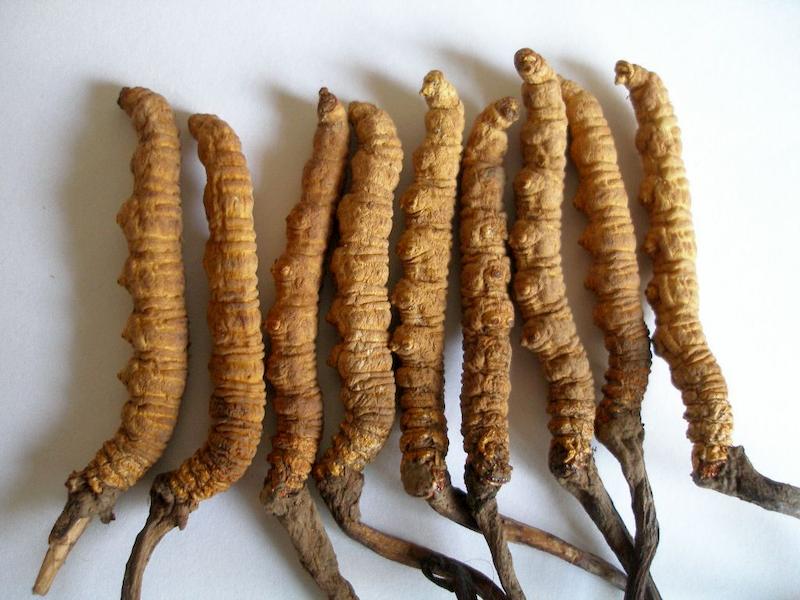 cách nấu chè dưỡng nhan có đông trùng hạ thảo, đông trùng hạ thảo nấu chè dưỡng nhan