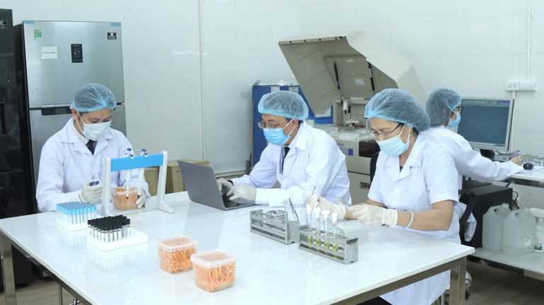 đông trùng hạ thảo cordyceps, cordyceps là gì, đông trùng hạ thảo cordyceps militaris, cordyceps militaris là gì, hàm lượng cordycepin trong đông trùng hạ thảo
