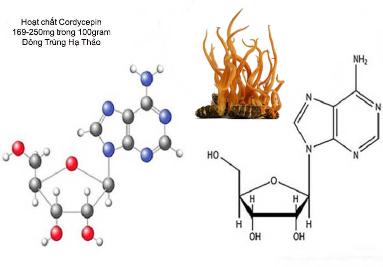 đông trùng hạ thảo cordyceps, cordyceps là gì, đông trùng hạ thảo cordyceps militaris, cordyceps militaris là gì, hàm lượng cordycepin trong đông trùng hạ thảo