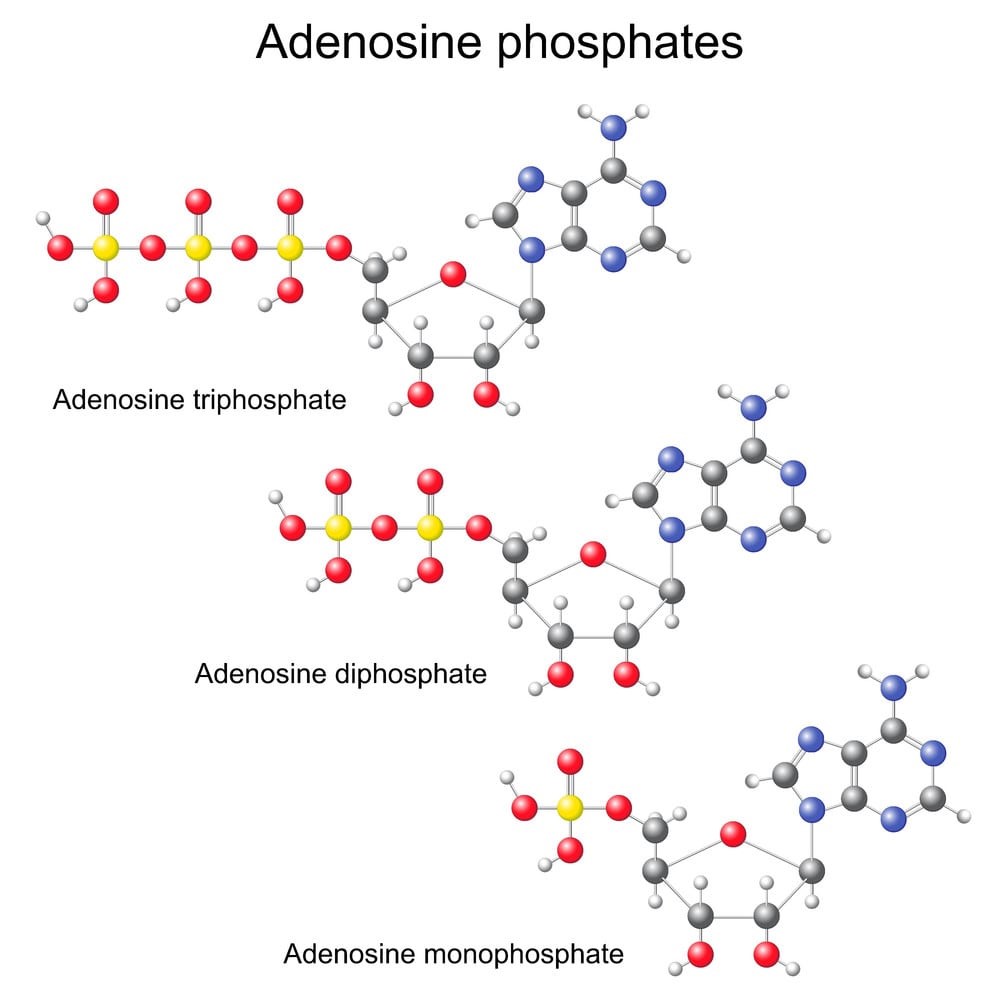 adenosine là gì, adenosine trong đông trùng hạ thảo, hàm lượng adenosine trong đông trùng hạ thảo