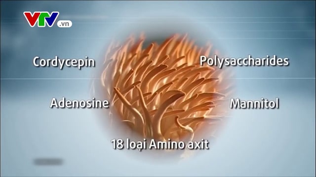 đông trùng hạ thảo cordyceps, cordyceps là gì, đông trùng hạ thảo cordyceps militaris, cordyceps militaris là gì, hàm lượng cordycepin trong đông trùng hạ thảo